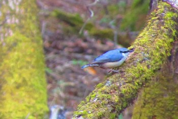 ゴジュウカラ 柳沢峠 2024年5月6日(月)