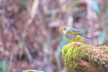 2024年5月6日(月) 柳沢峠の野鳥観察記録