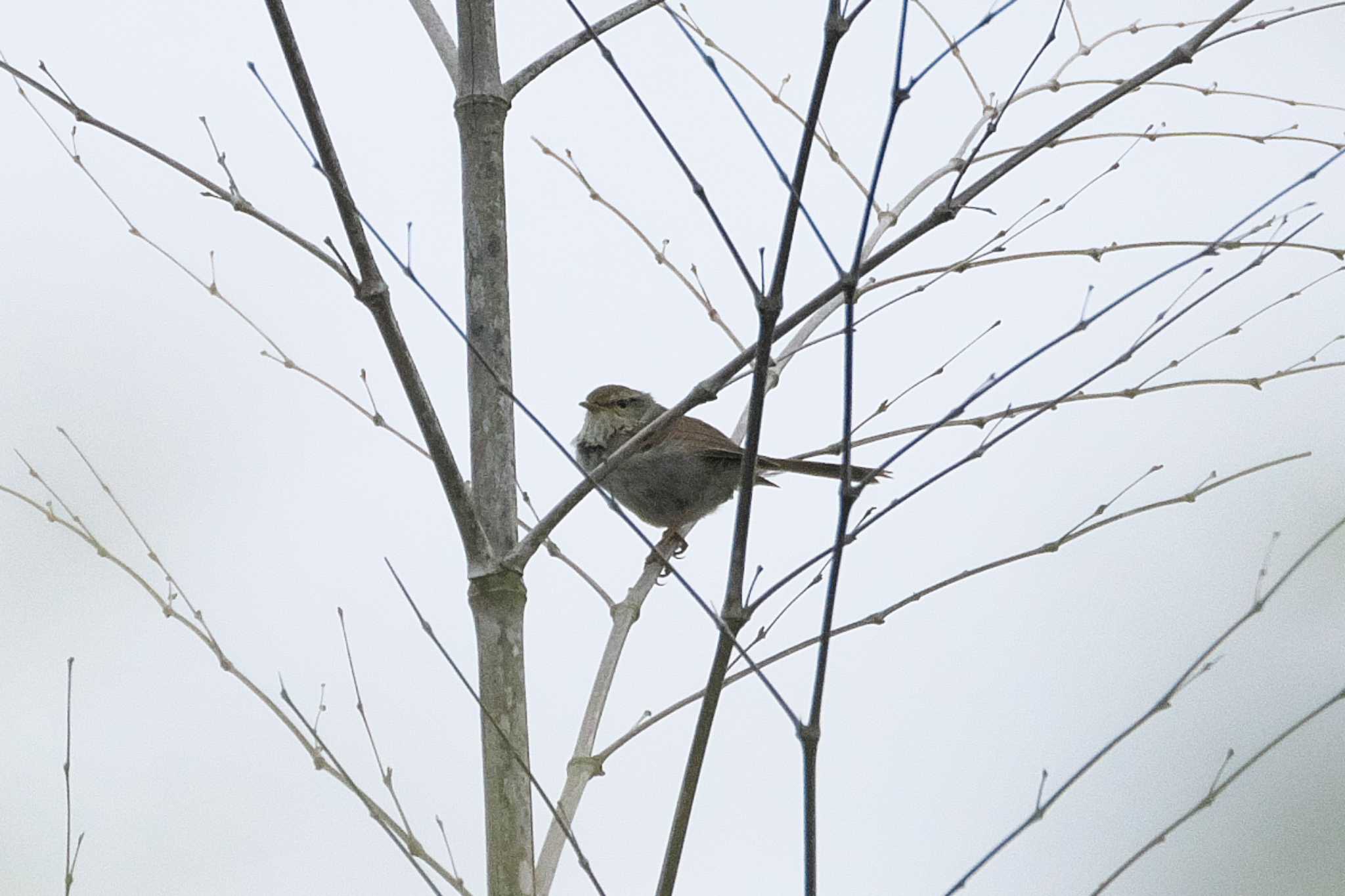 Japanese Bush Warbler