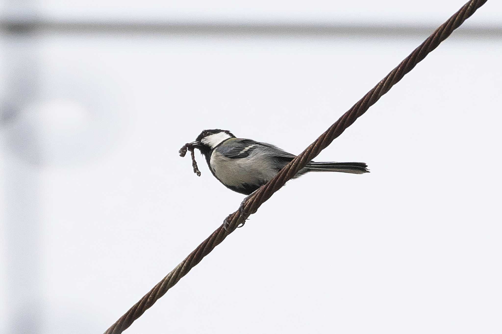 Japanese Tit