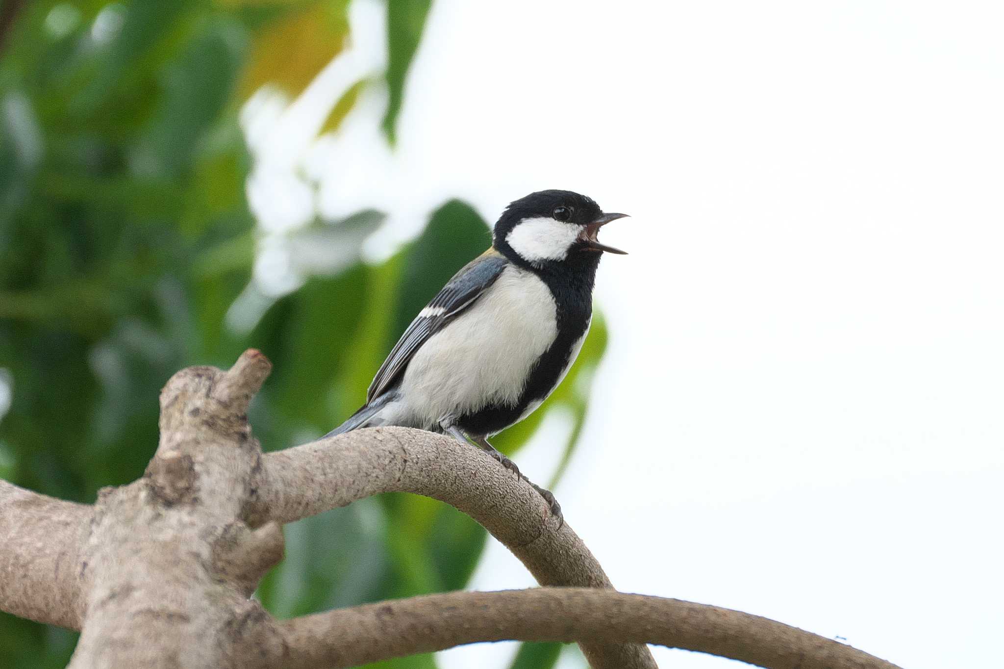 2024年5月12日(日) 源氏山公園(鎌倉市)の野鳥観察記録 by Y. Watanabe 