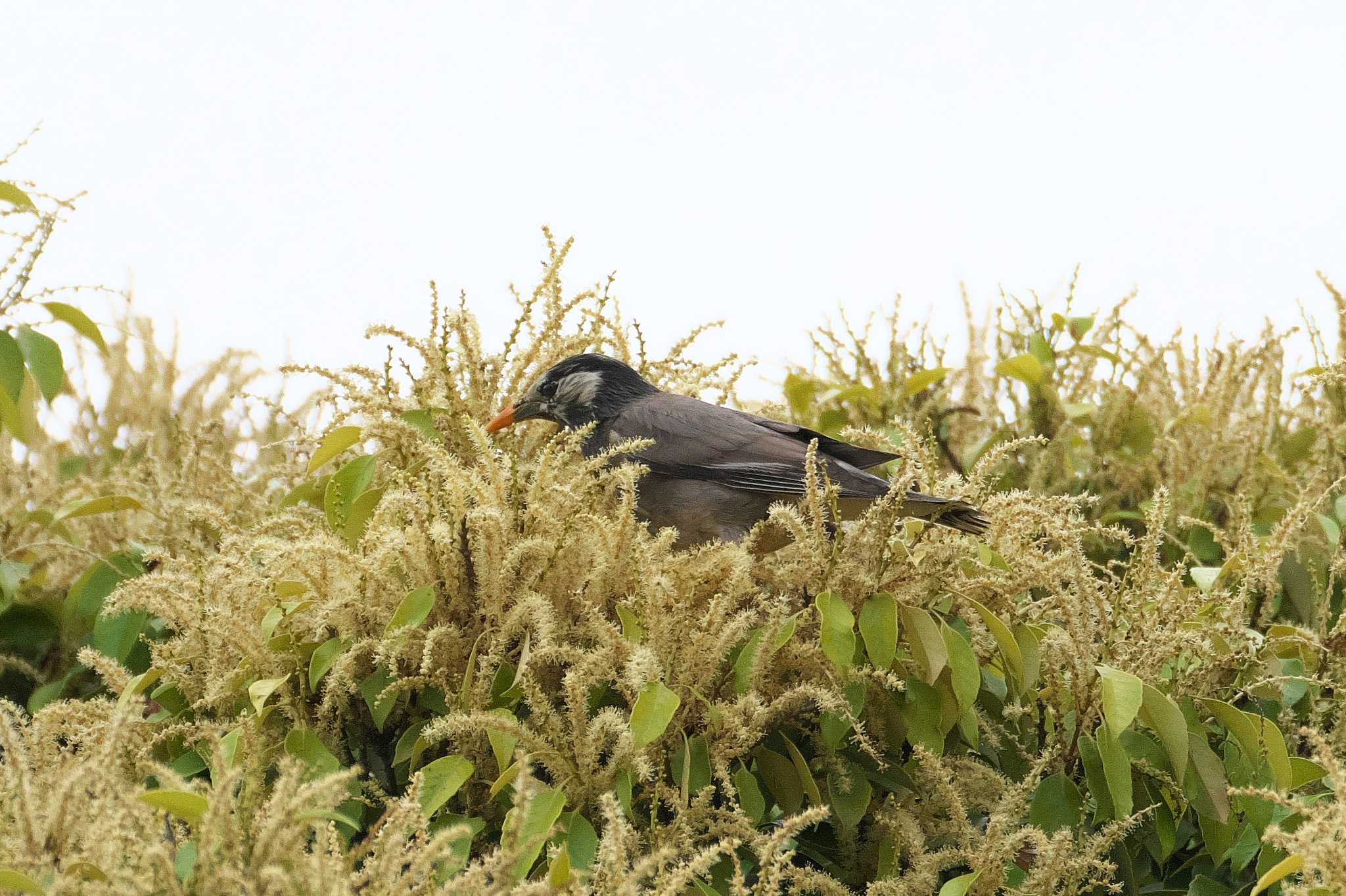 White-cheeked Starling