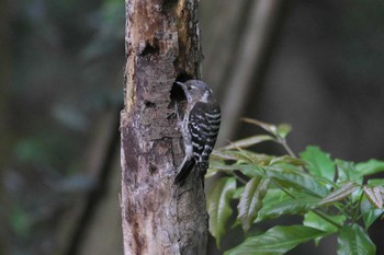 2024年5月12日(日) 源氏山公園(鎌倉市)の野鳥観察記録