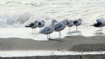 Common Gull 鵡川河口 Sat, 1/5/2019