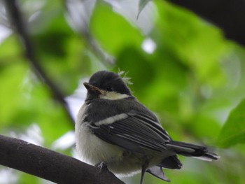 2024年5月12日(日) 玉川上水の野鳥観察記録