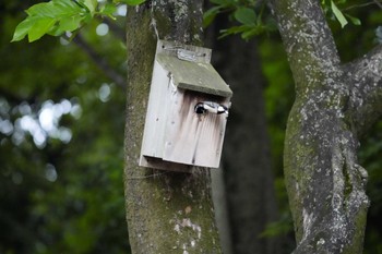 Japanese Tit 目白 Sun, 5/12/2024