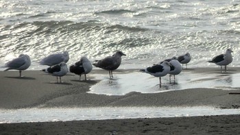 Common Gull 鵡川河口 Sat, 1/5/2019