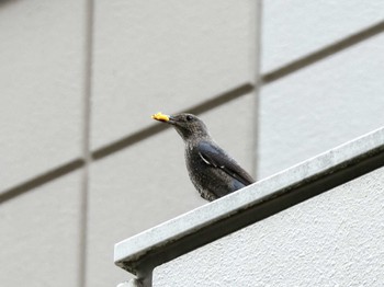 Blue Rock Thrush 深川ギャザリア Sun, 5/12/2024