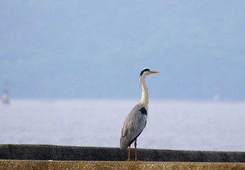 アオサギ 江田島 2024年5月7日(火)