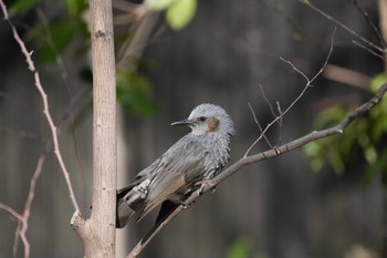 Brown-eared Bulbul 目白 Fri, 3/29/2024