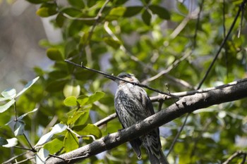 Brown-eared Bulbul 目白 Sat, 3/30/2024