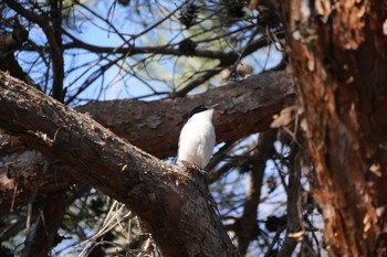 Azure-winged Magpie 目白 Mon, 3/11/2024