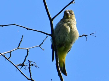 Grey-capped Greenfinch 大和民俗公園 Sat, 5/11/2024