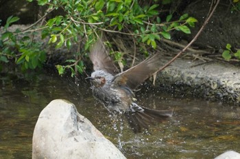 Brown-eared Bulbul Nogawa Mon, 4/29/2024