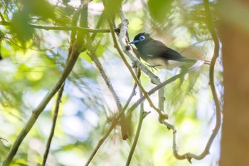 Sat, 5/4/2024 Birding report at 八王子城跡