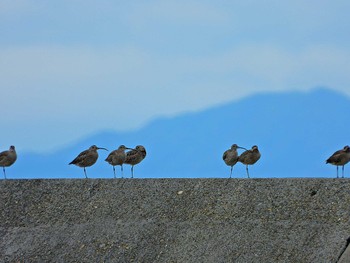 チュウシャクシギ 大阪南港野鳥園 2024年5月8日(水)