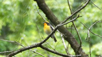 Narcissus Flycatcher 八王子城跡 Sun, 5/12/2024