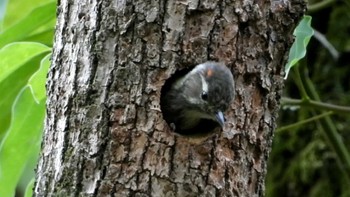 Japanese Pygmy Woodpecker Osaka castle park Sun, 5/12/2024