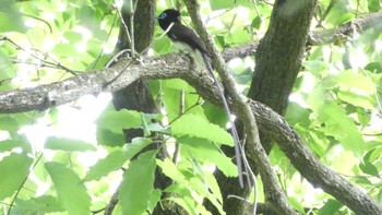 サンコウチョウ 八王子城跡 2024年5月12日(日)