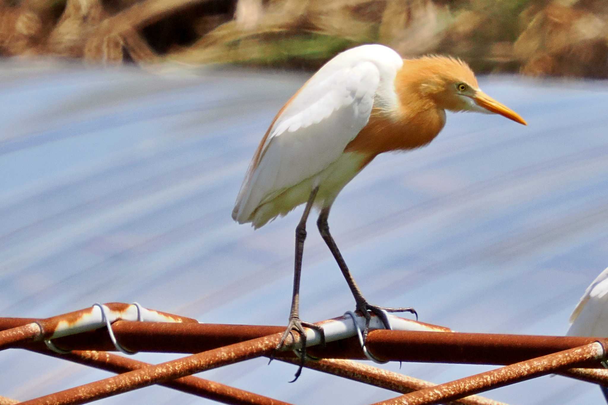 見島 アマサギの写真 by 藤原奏冥