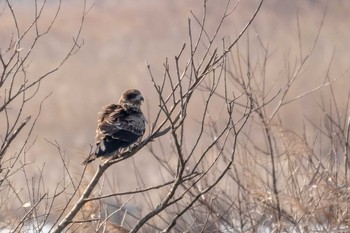 Black Kite Kabukuri Pond Sat, 1/5/2019