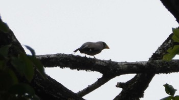 Japanese Grosbeak 八王子城跡 Sun, 5/12/2024