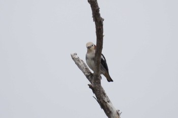 Chestnut-cheeked Starling 北海道函館市石倉町 Sat, 5/11/2024