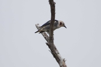 Chestnut-cheeked Starling 北海道函館市石倉町 Sat, 5/11/2024