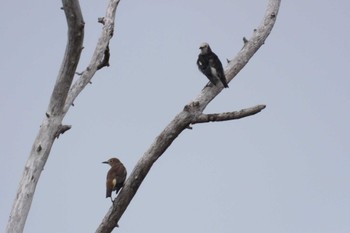 Chestnut-cheeked Starling 北海道函館市石倉町 Sat, 5/11/2024