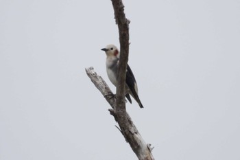 Chestnut-cheeked Starling 北海道函館市石倉町 Sat, 5/11/2024