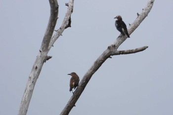 Chestnut-cheeked Starling 北海道函館市石倉町 Sat, 5/11/2024