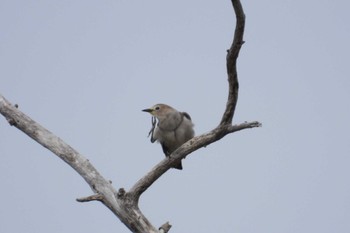 Chestnut-cheeked Starling 北海道函館市石倉町 Sat, 5/11/2024