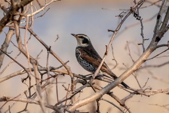 Dusky Thrush Kabukuri Pond Sat, 1/5/2019