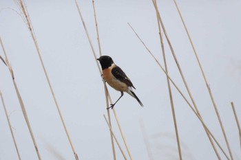 Amur Stonechat 北海道函館市石倉町 Sat, 5/11/2024