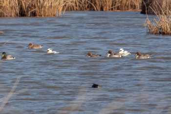 Smew Kabukuri Pond Sat, 1/5/2019