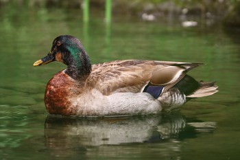 2024年5月12日(日) ギャザリアビオガーデン　フジクラ木場千年の森の野鳥観察記録