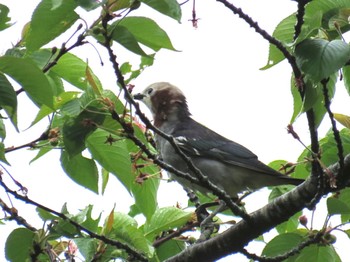 Chestnut-cheeked Starling 富士山麓 Thu, 5/9/2024