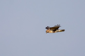 Eastern Buzzard Kabukuri Pond Sat, 1/5/2019