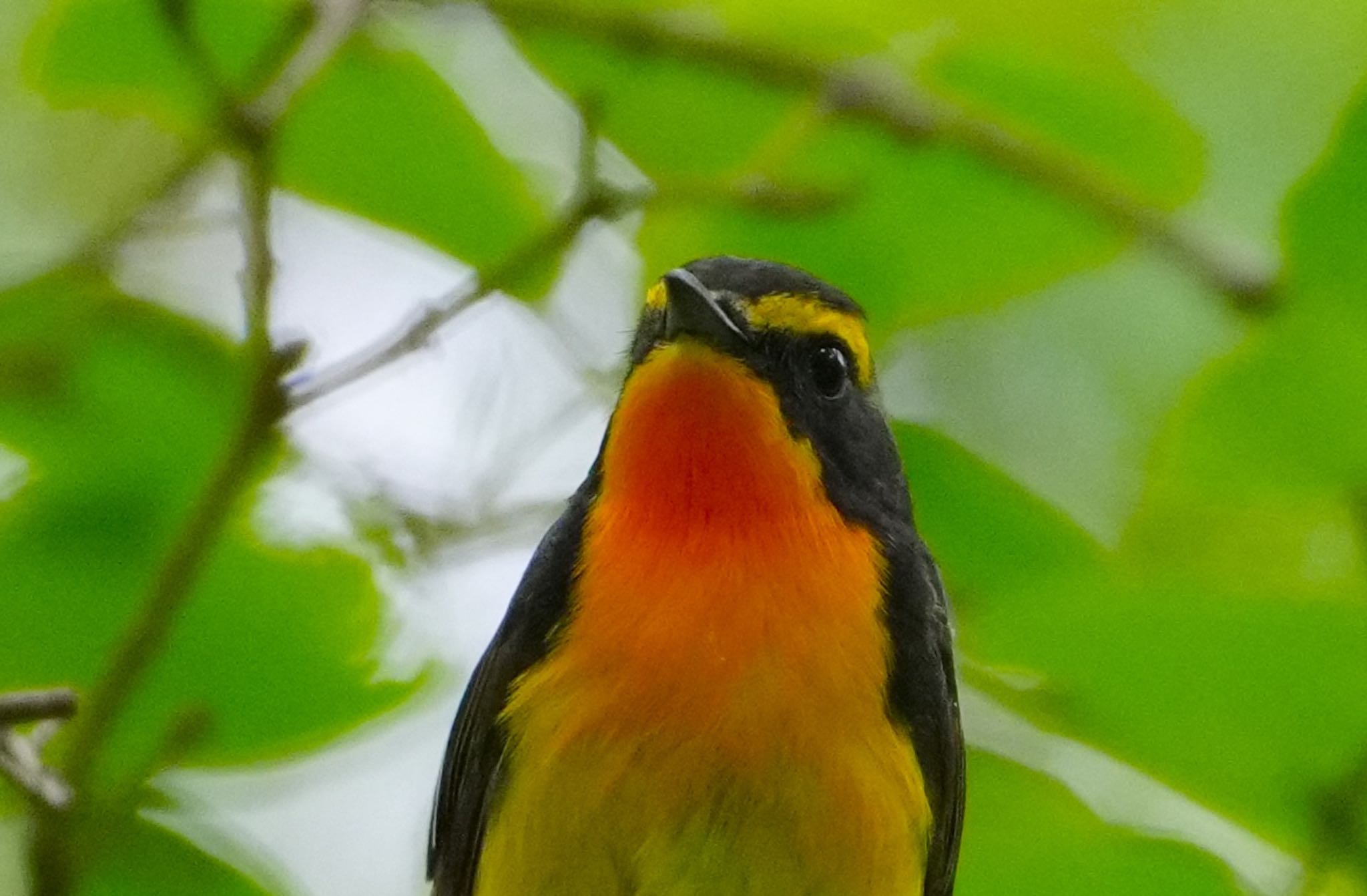 Photo of Narcissus Flycatcher at Osaka castle park by アルキュオン