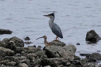 ササゴイ 東京港野鳥公園 2024年4月27日(土)