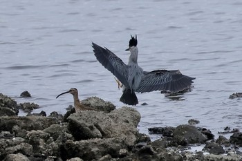 ササゴイ 東京港野鳥公園 2024年4月27日(土)