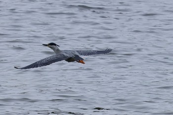 ササゴイ 東京港野鳥公園 2024年4月27日(土)