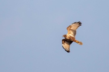 Eastern Marsh Harrier Kabukuri Pond Sat, 1/5/2019