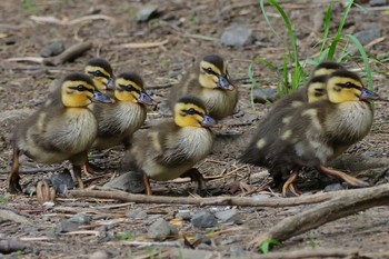 Eastern Spot-billed Duck せせらぎ公園 Sun, 5/12/2024