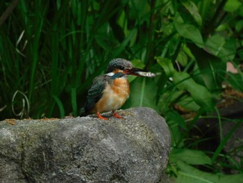 Common Kingfisher 平和の森公園、江古田公園、哲学堂公園、妙正寺川 Sun, 5/12/2024