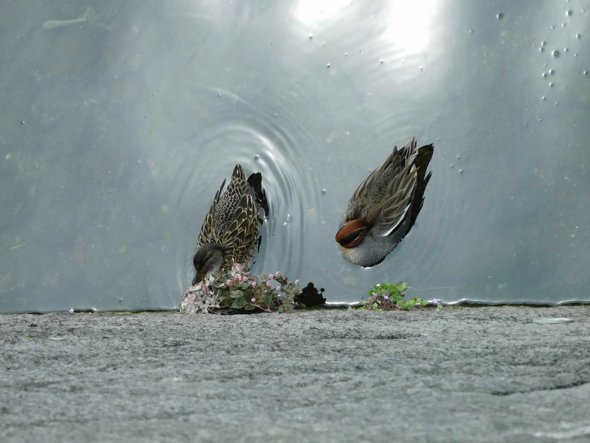 平和の森公園、江古田公園、哲学堂公園、妙正寺川 コガモの写真 by morinokotori