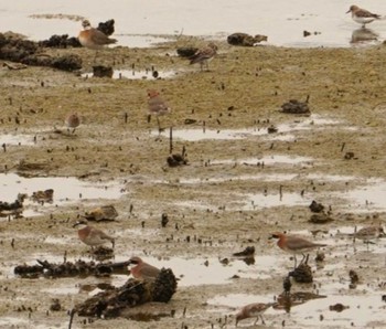 Siberian Sand Plover Osaka Nanko Bird Sanctuary Sun, 5/12/2024