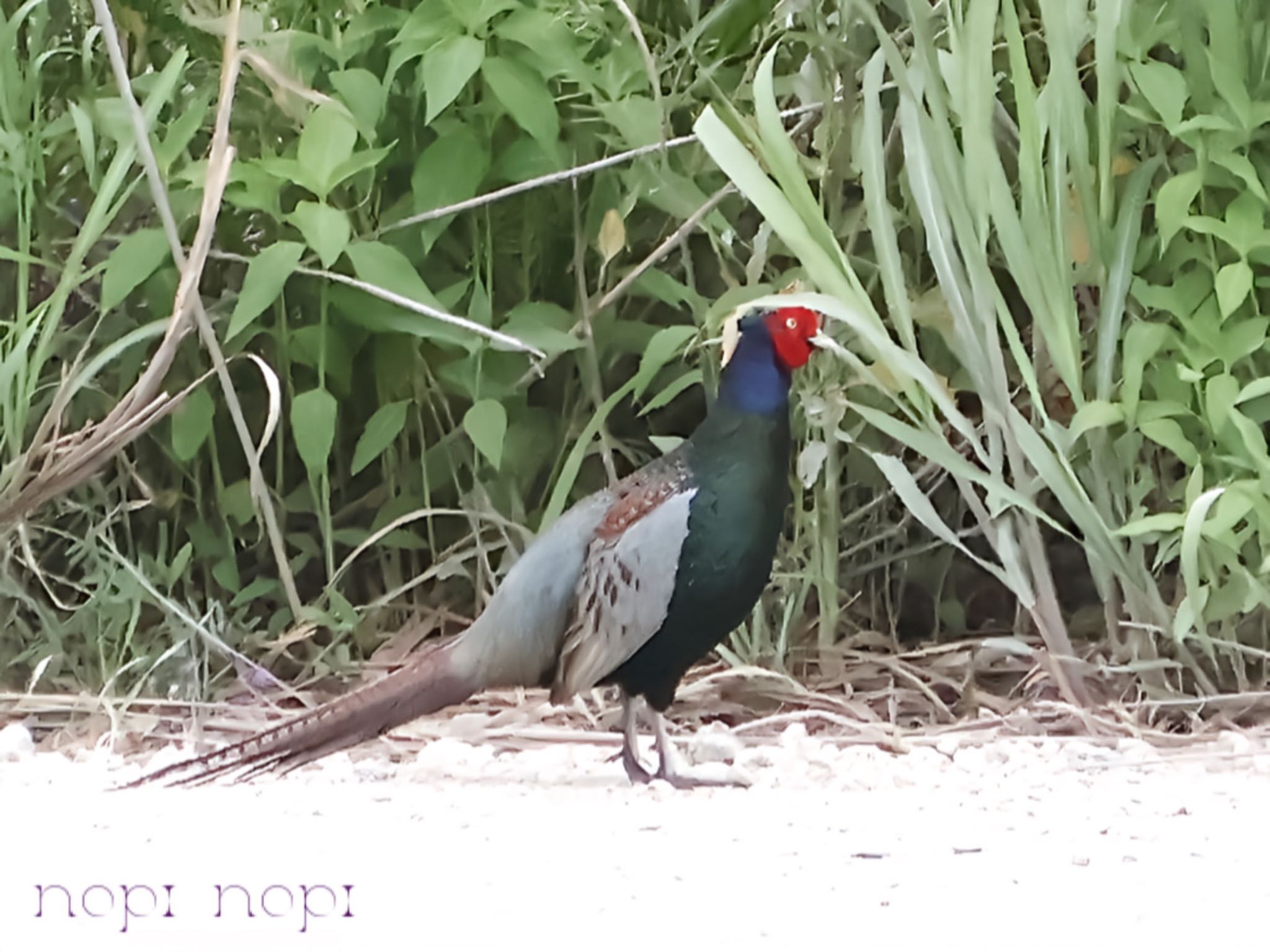Photo of Green Pheasant at 多摩川河川敷 by のぴ