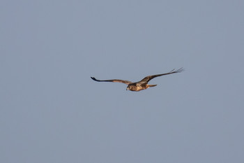 Eastern Marsh Harrier Kabukuri Pond Sat, 1/5/2019