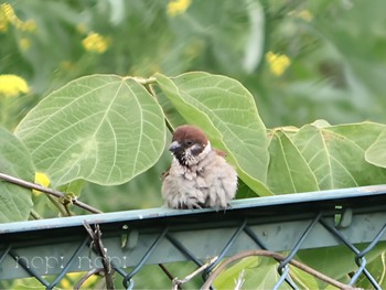 Eurasian Tree Sparrow 多摩川河川敷 Sun, 5/12/2024